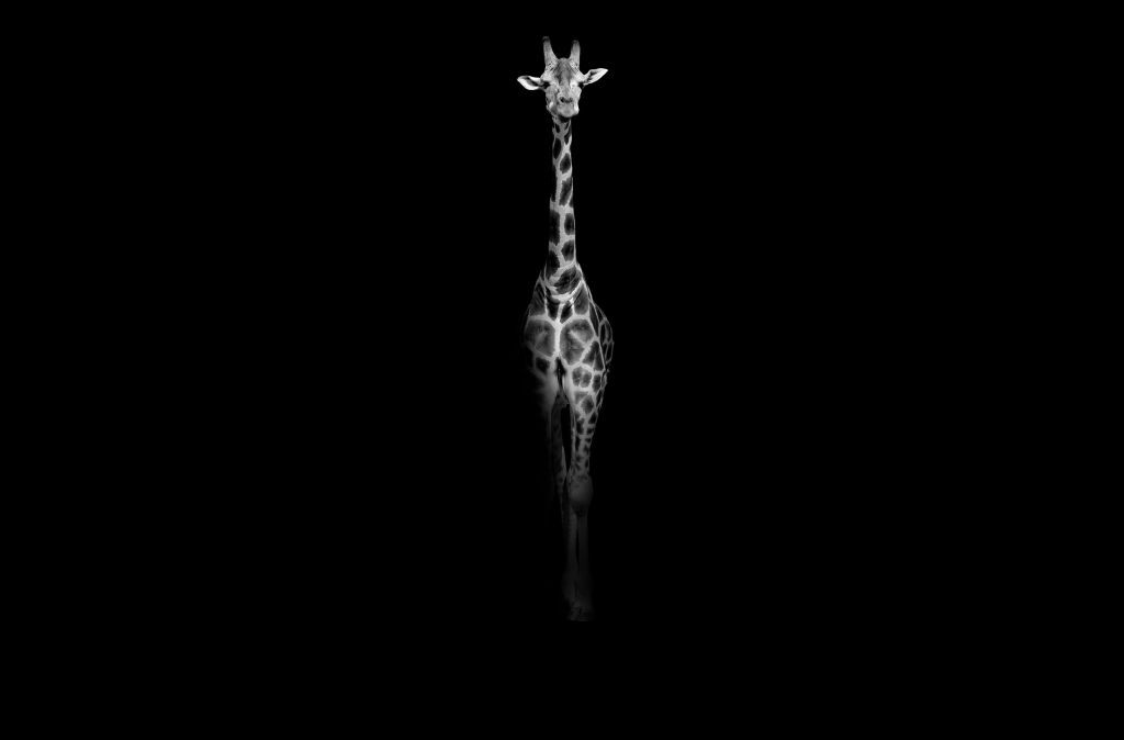 Giraffe black and white