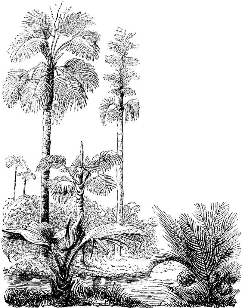 Shredded palm trees