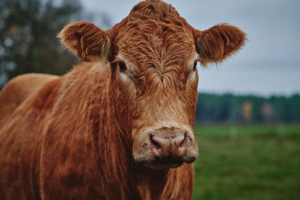 Portrait of a cow