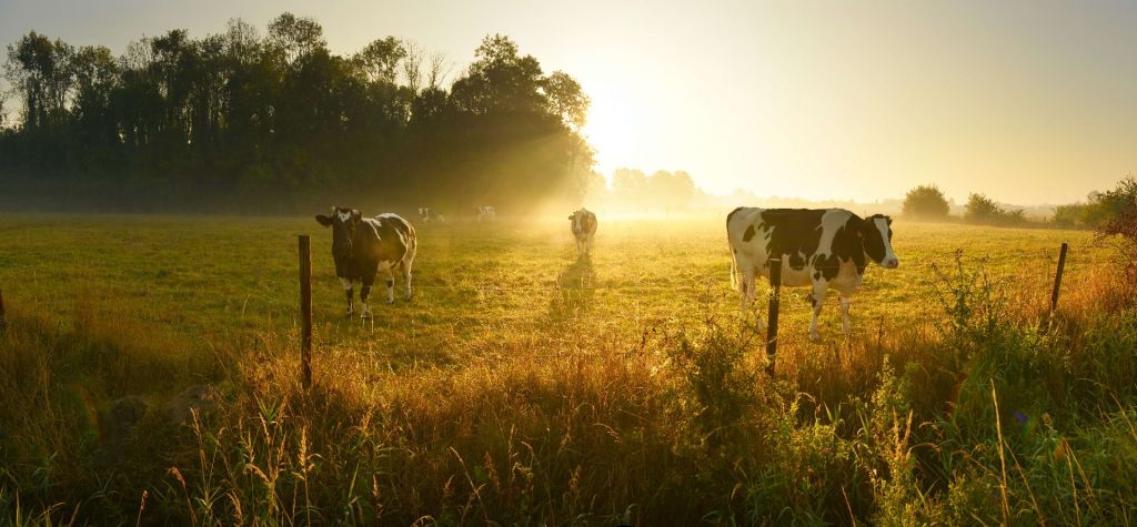Cow at sunrise