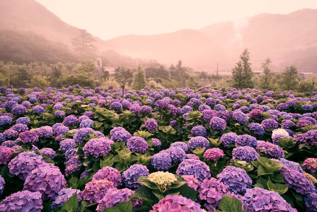 Hydrangeas in Beitou