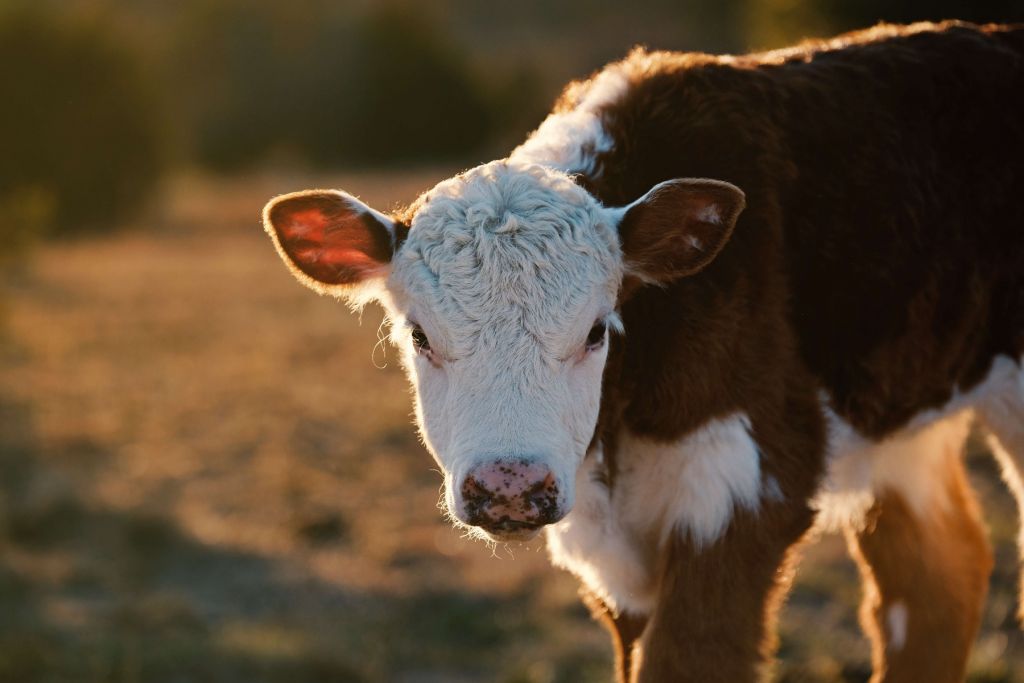 Calf portrait