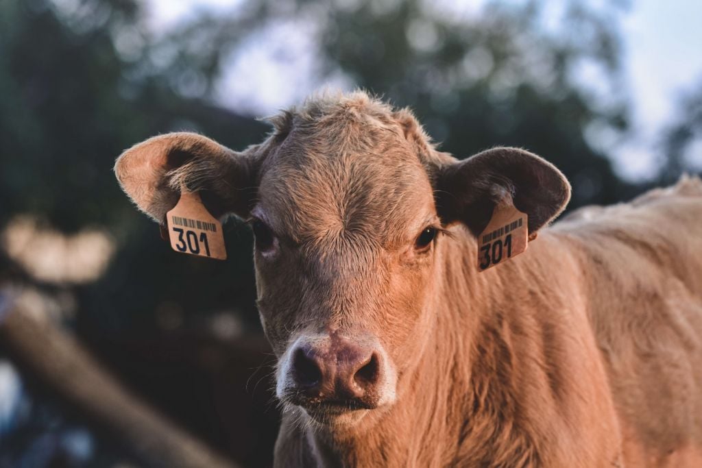 Cow close-up