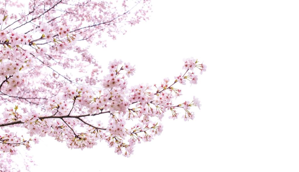 Pink blossom branches