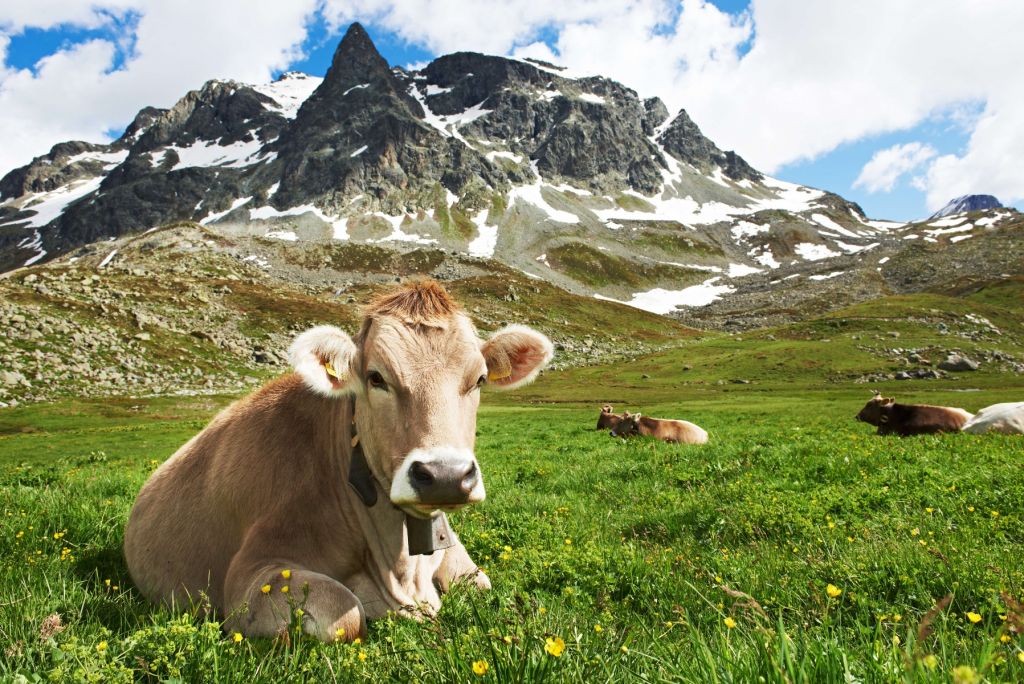 Austrian cow