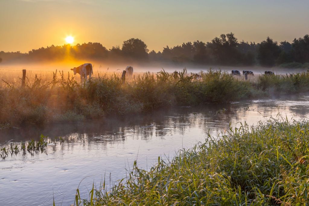 Cows in the meadow