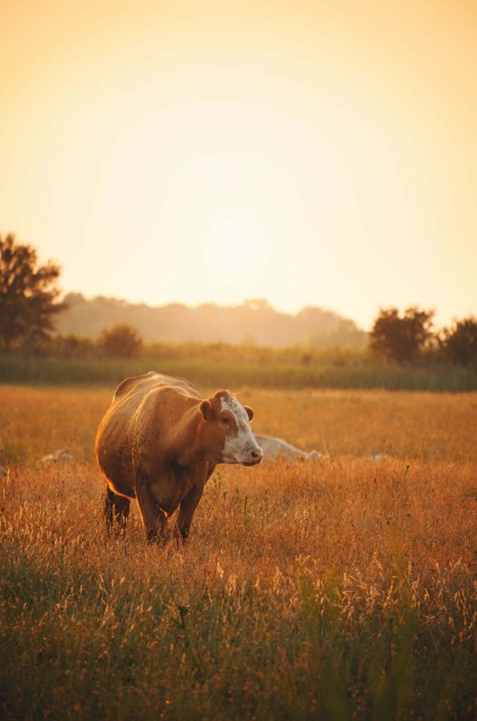 Cow in the meadow