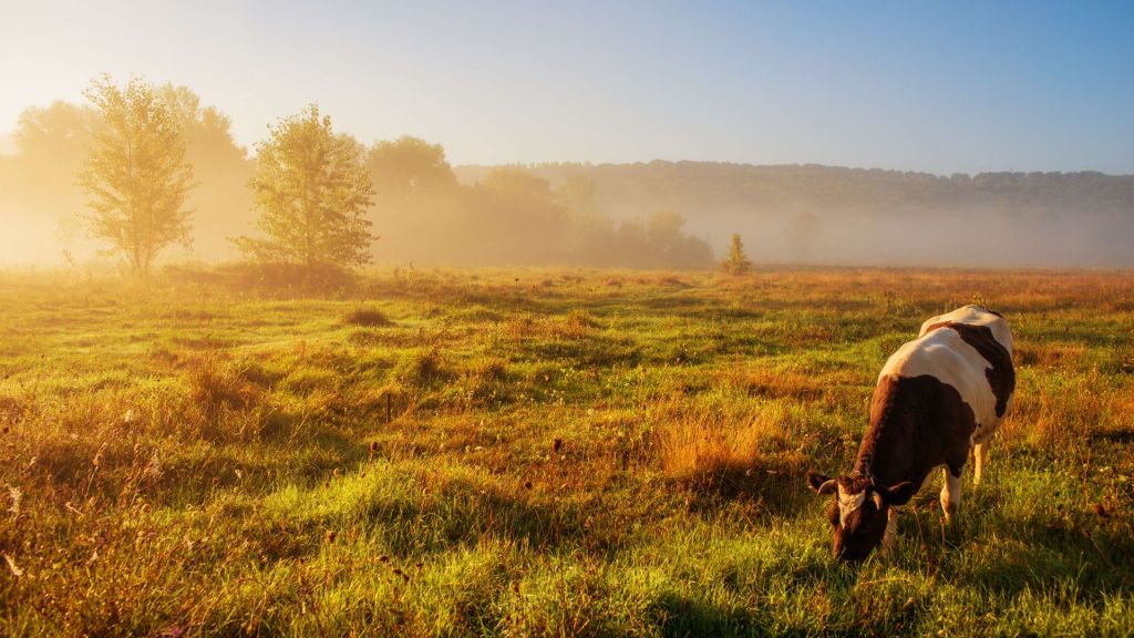 Grazing cow