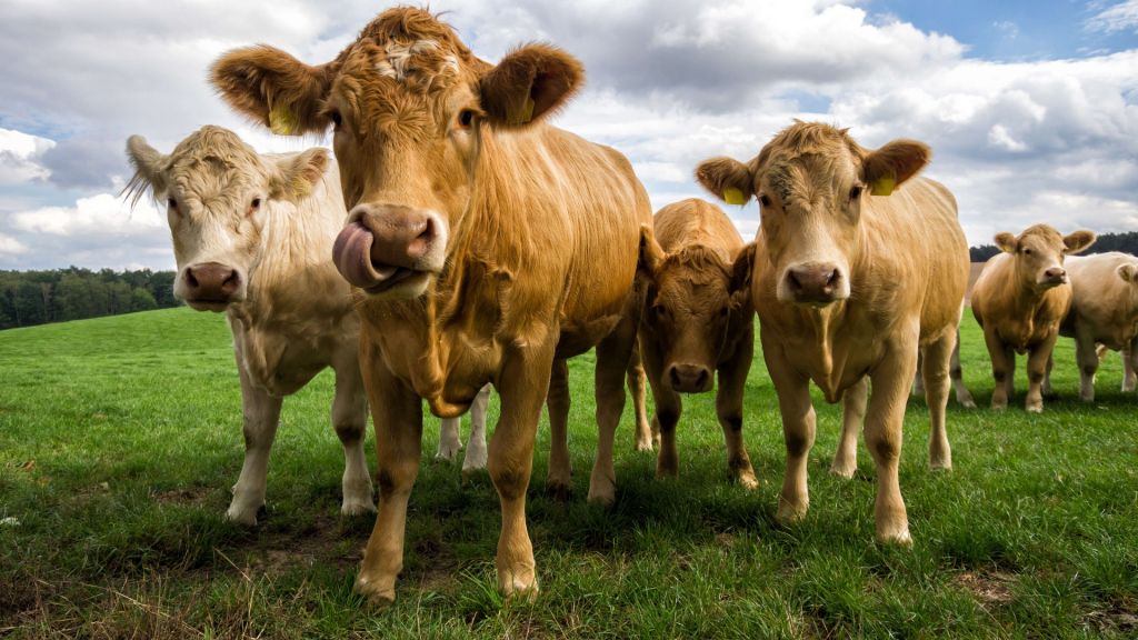 Brown cows