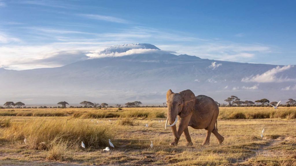 Afrikaanse olifant in een grasland
