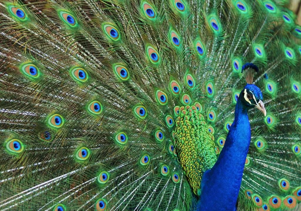 Peacock - Photo Wallpaper