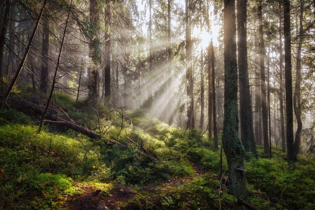 Autumn forest with sunshine