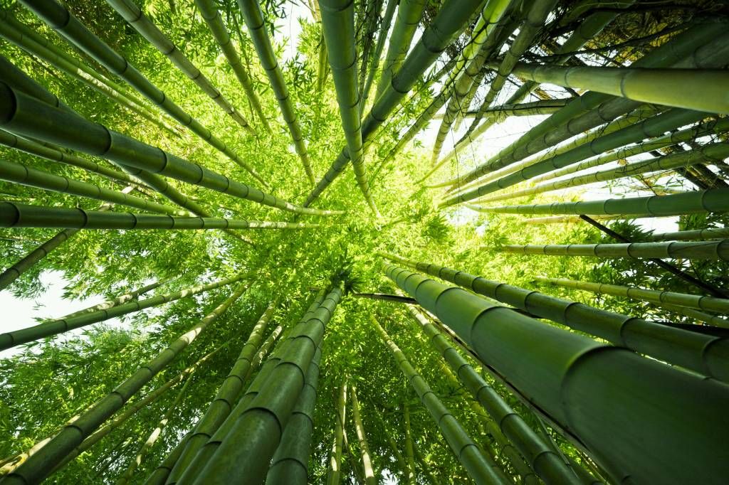 Bamboo