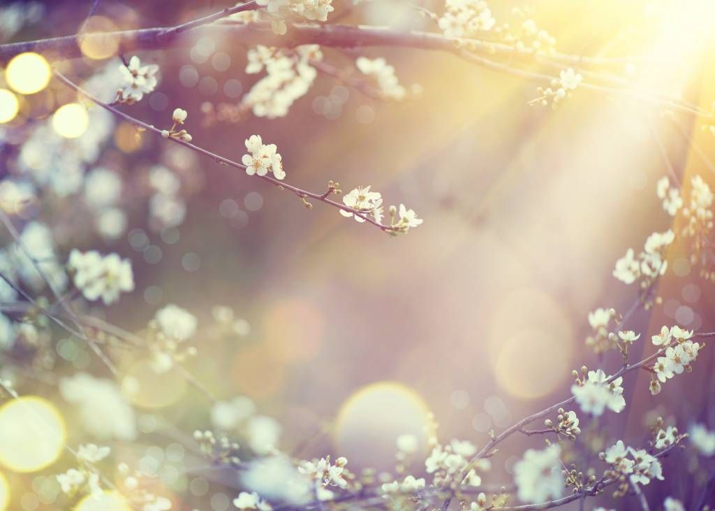 Blossom on a branch