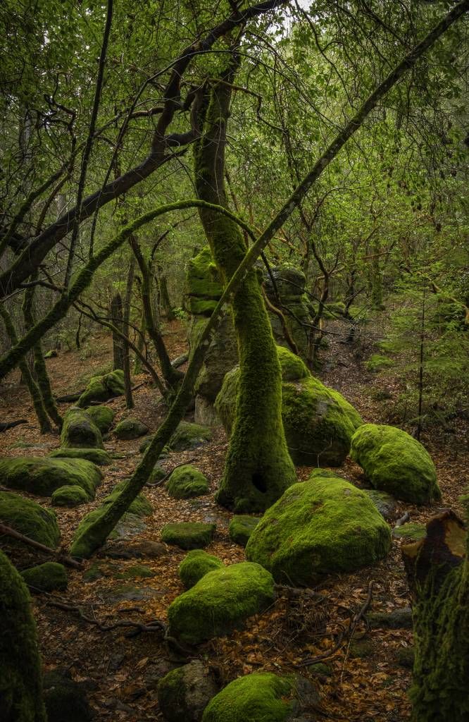 Trees and moss stones