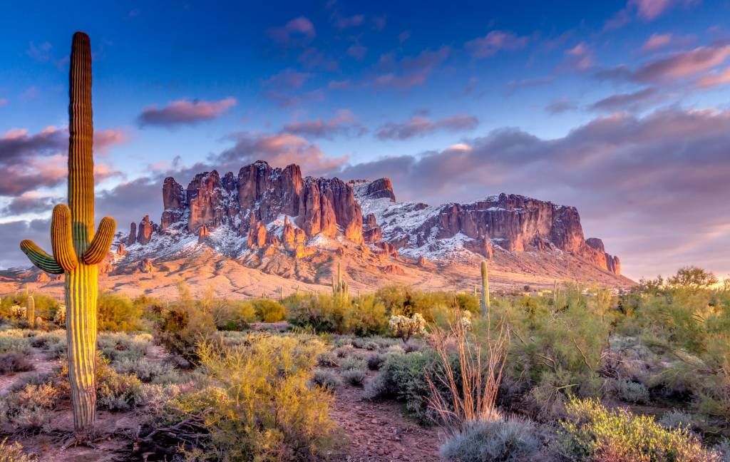 Cactus in a mountain landscape