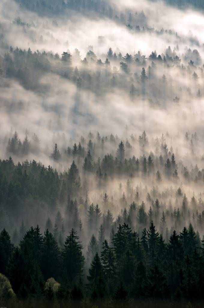 Pine trees and fog