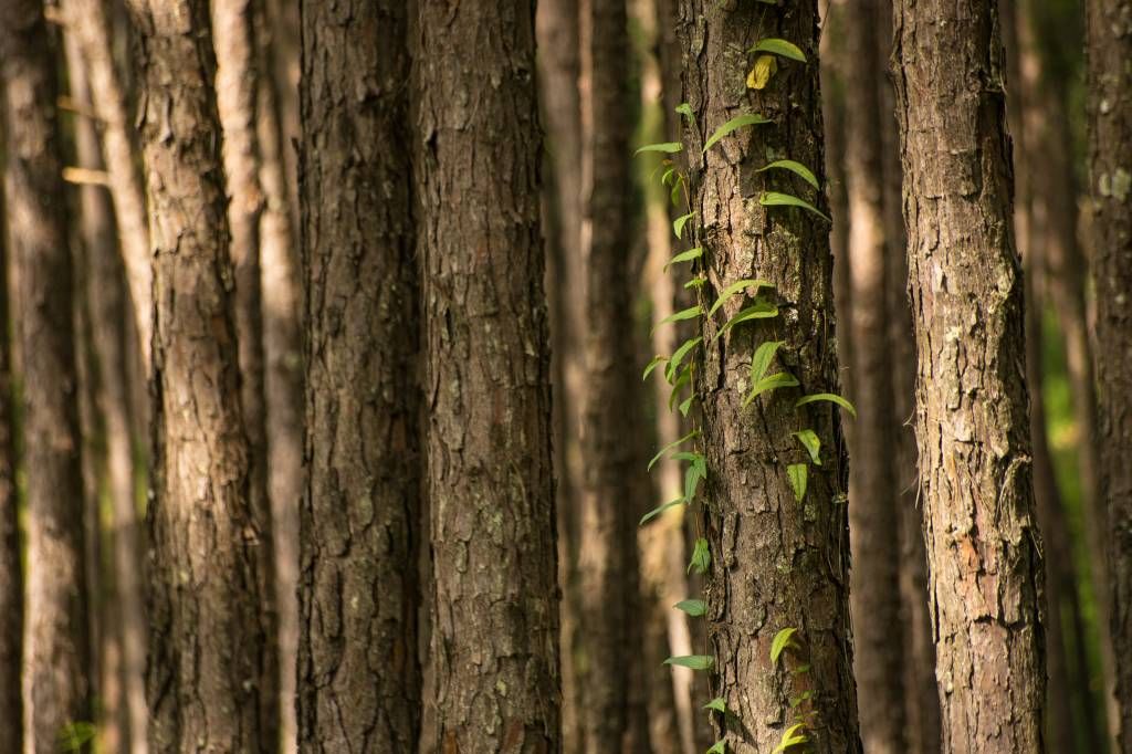 Thin tree trunks