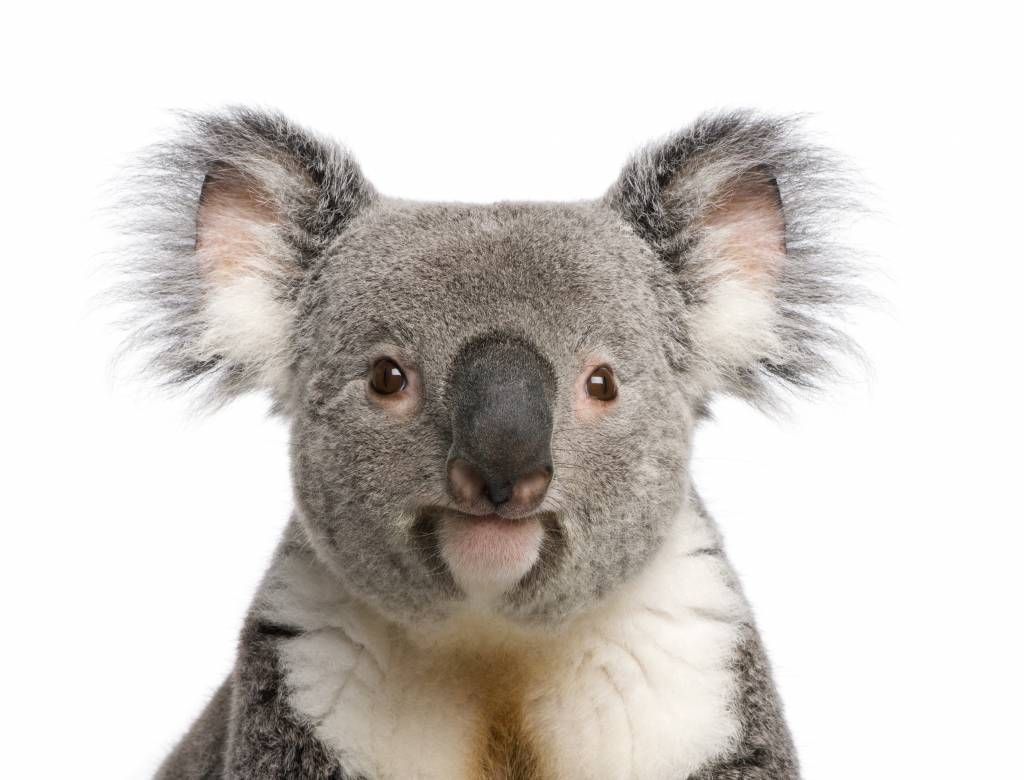 Photo of a koala