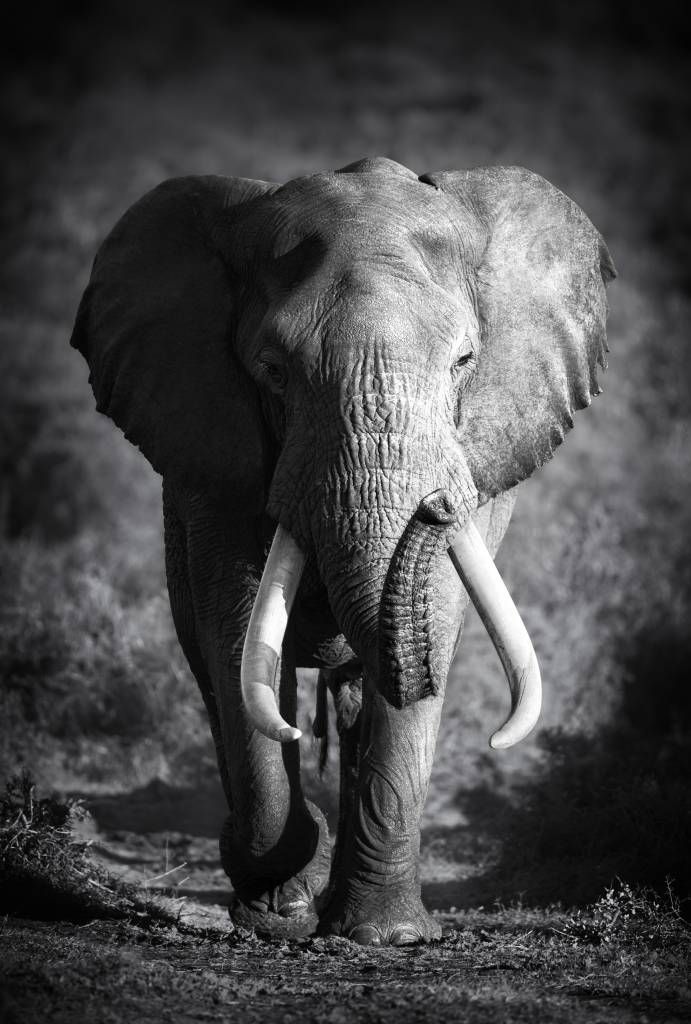 African elephant