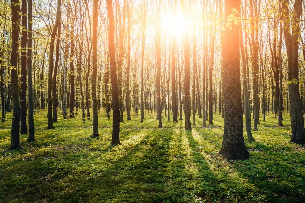 Evening sun in a forest