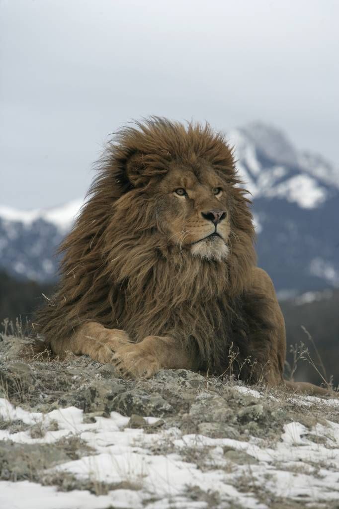 Barbary lion