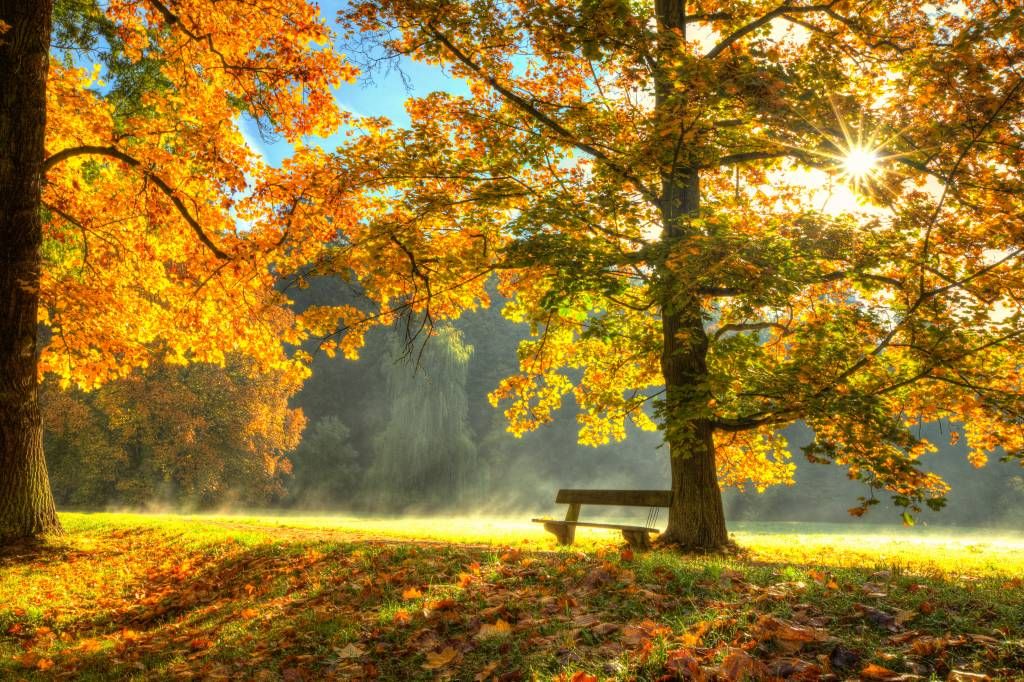 Tree in autumn colors