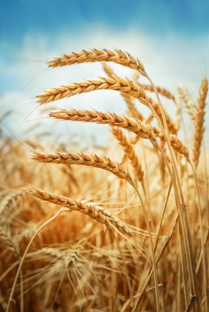 Close up of a cereal plant