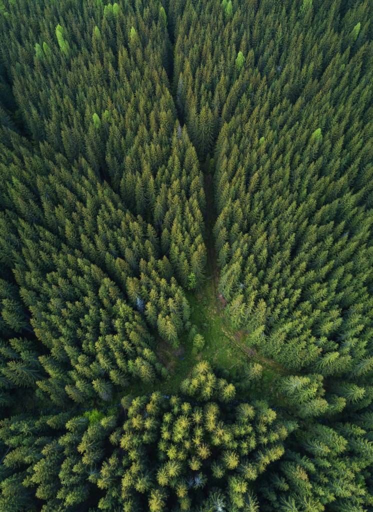 Pine forest from above