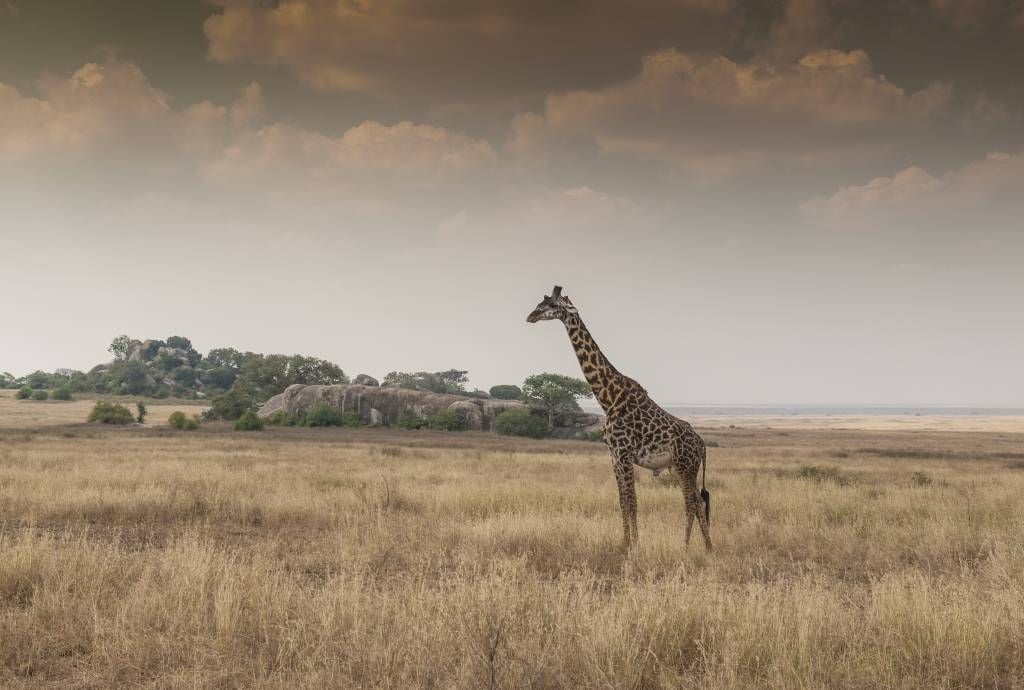 Giraffe on a savannah