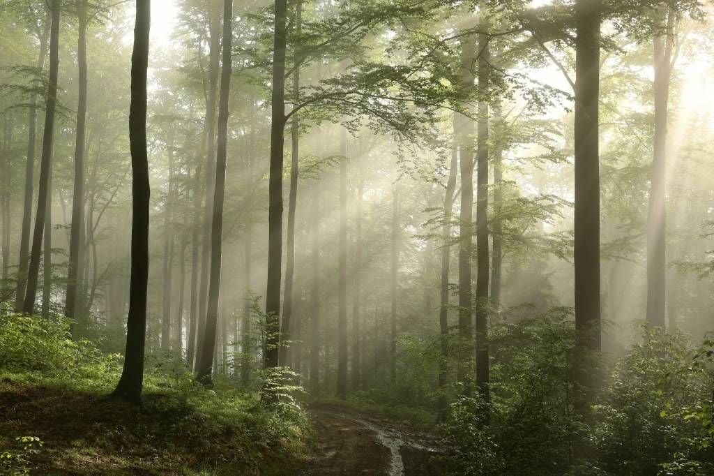 Green forest in the fog