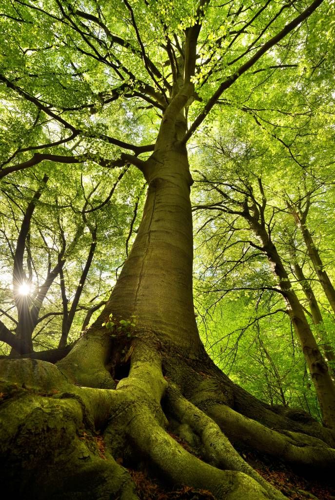 Large tree and roots