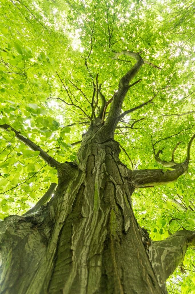 Large tree in the forest