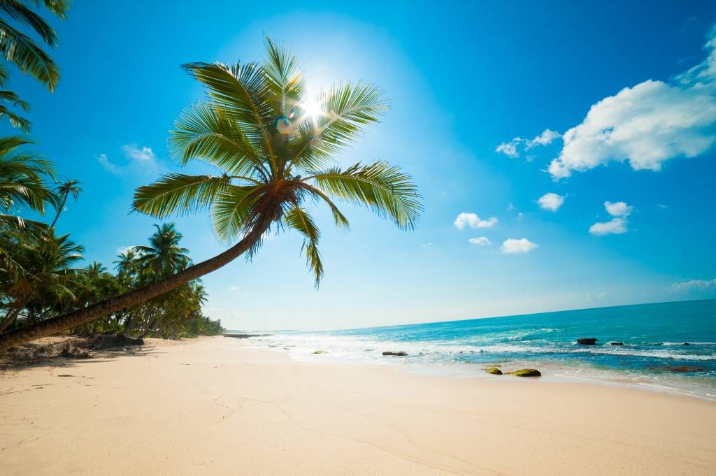 Large palm tree