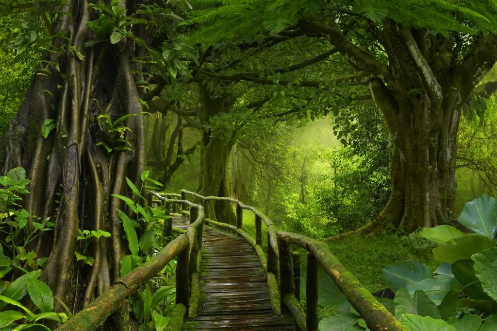 Wooden bridge through a green jungle