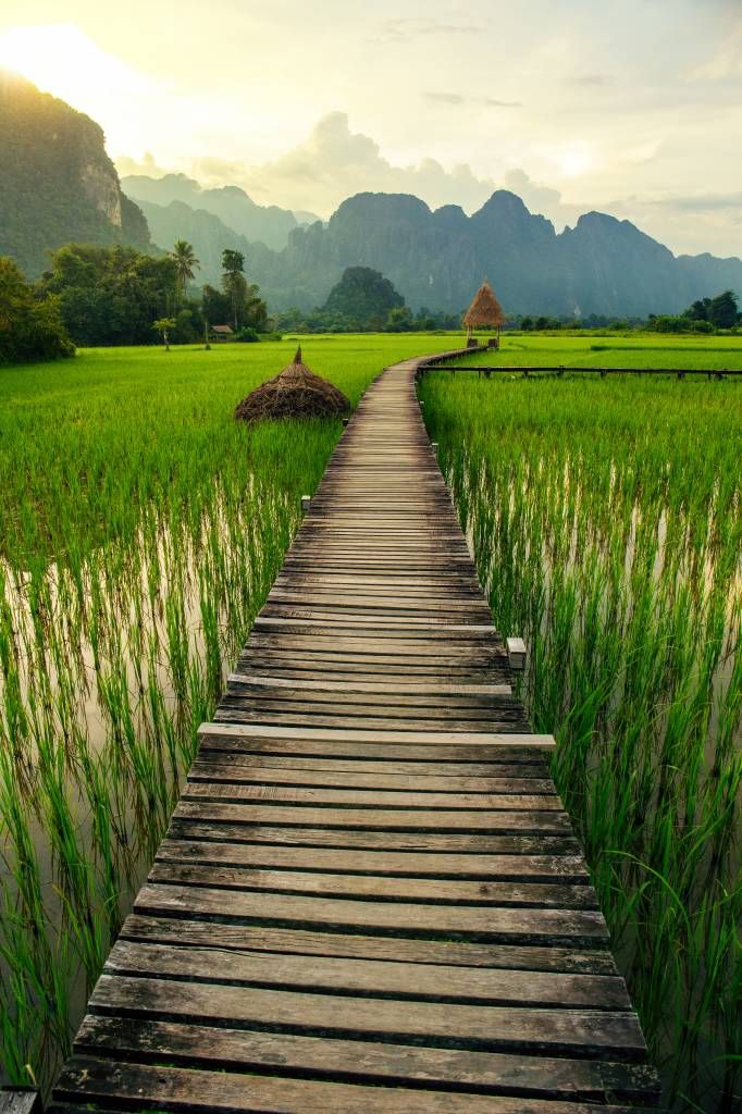 Wooden scaffolding through a rice field