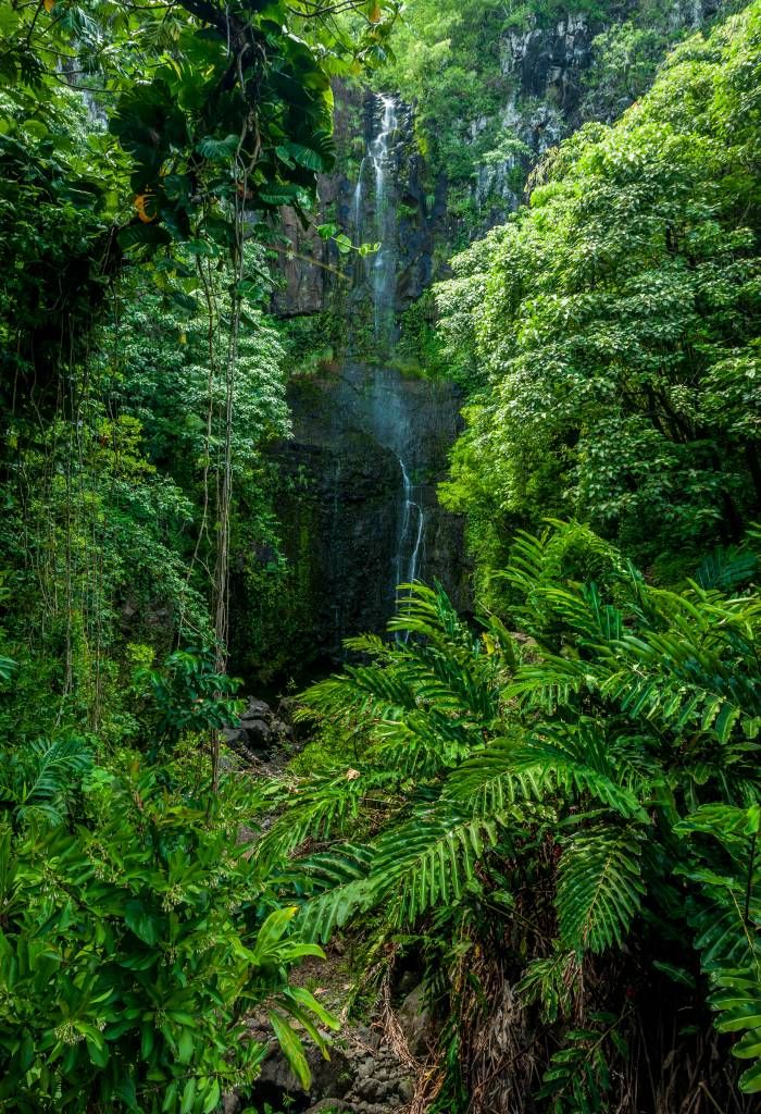 Jungle and stones