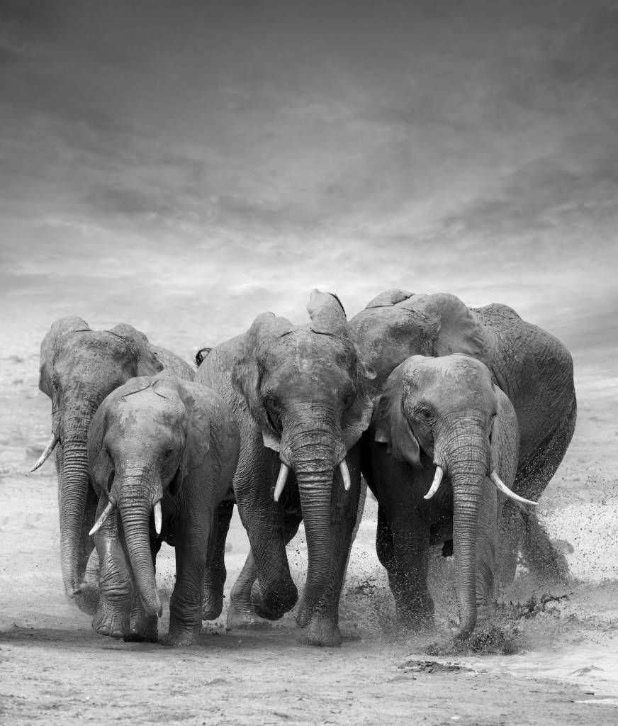 Herd of elephants