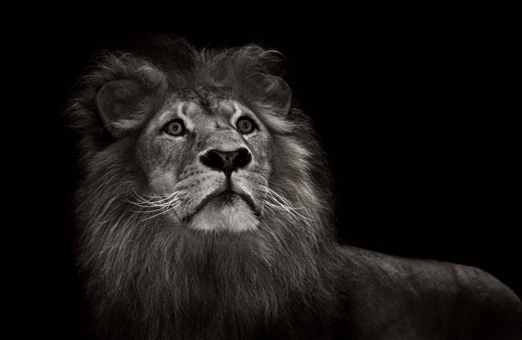 Lion on a black background