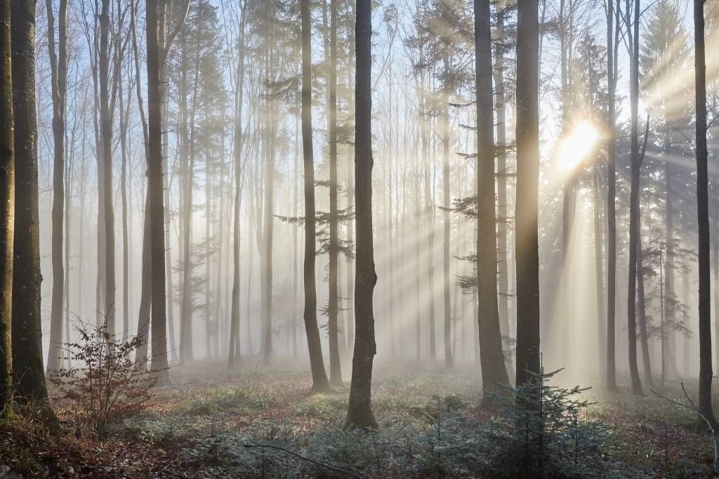 Foggy forest sunrise