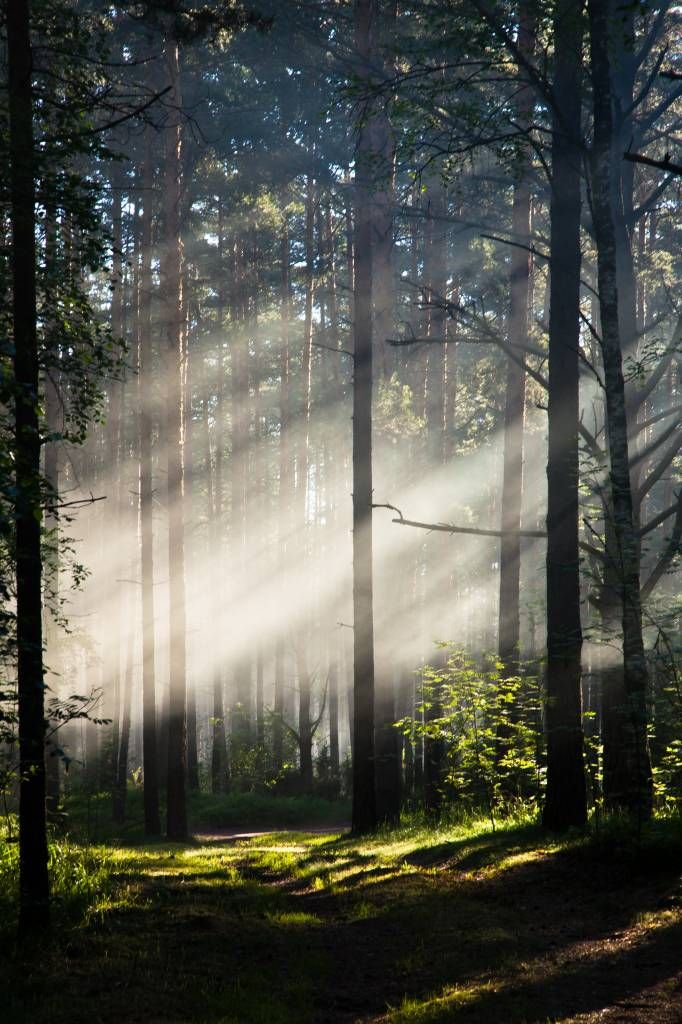 Foggy forest road