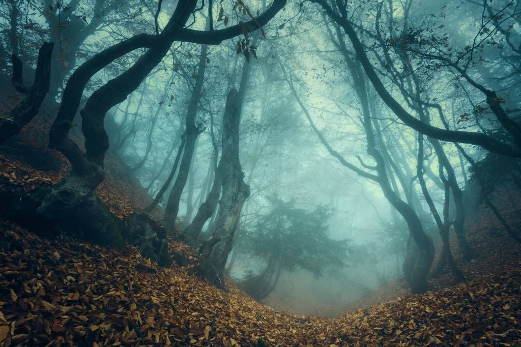 Mysterious forest