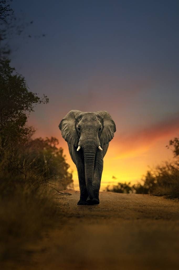 Elephant in the sunset