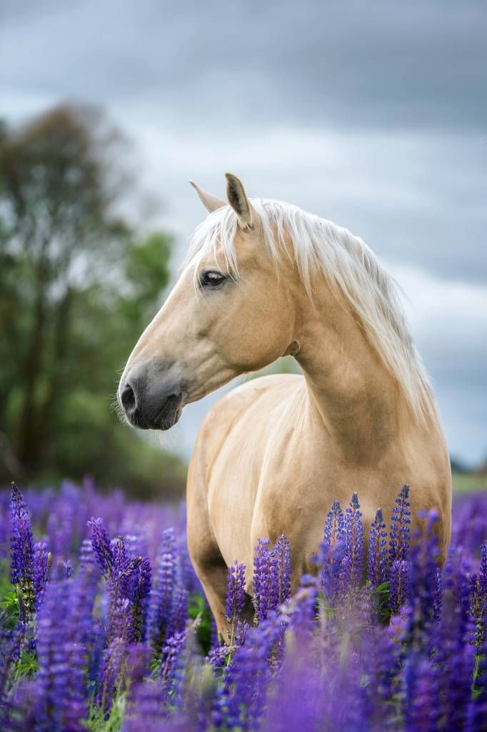 Horse among the butterfly flowers