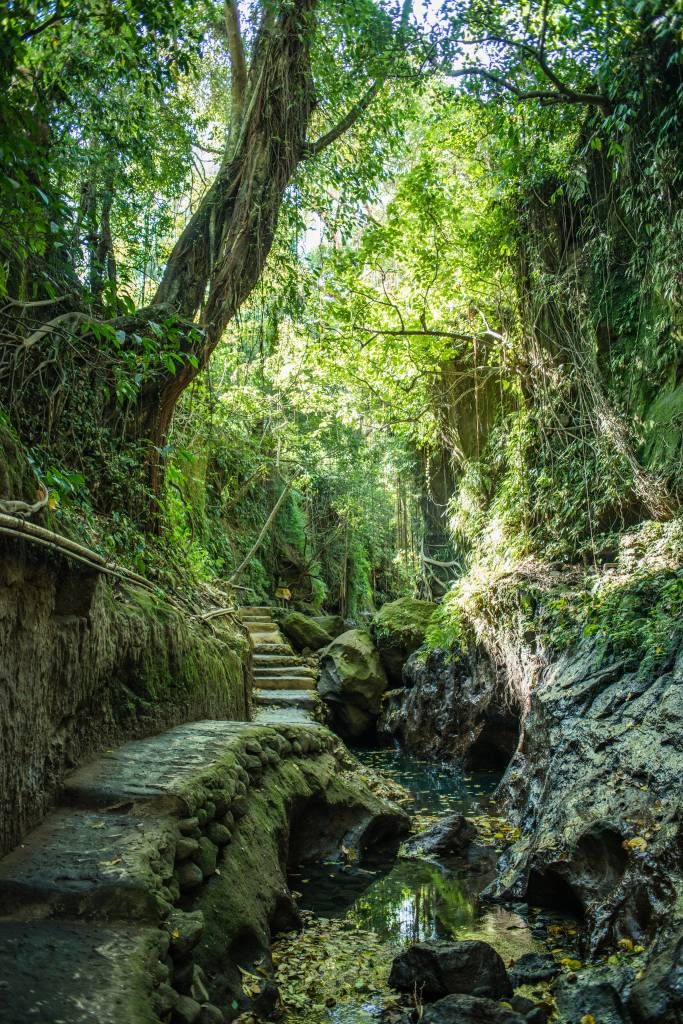 Path through the jungle