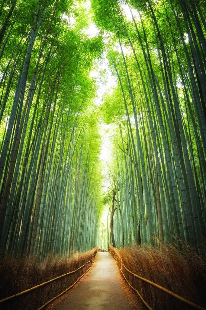 Path through the bamboo