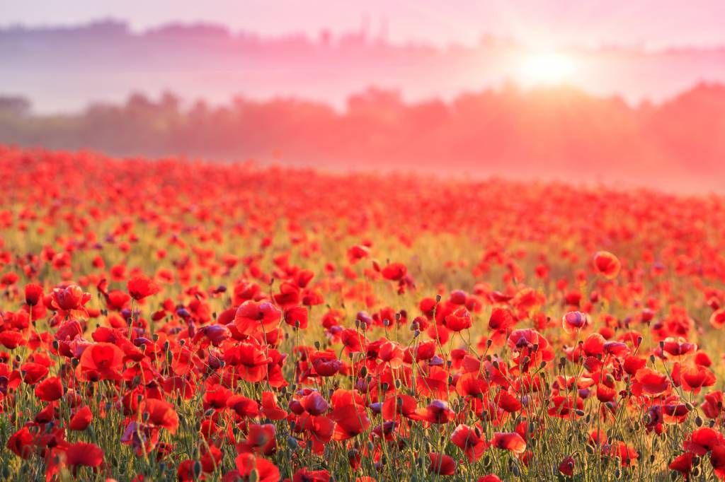 Field full of poppies