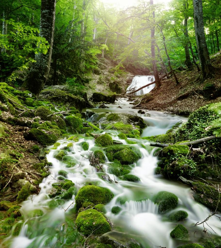 Waterfall in the Jungle