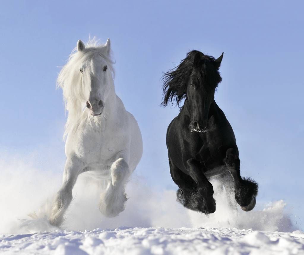 White and a black horse