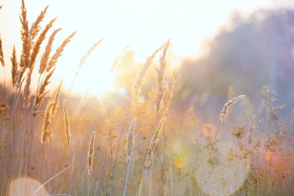 Sunny field